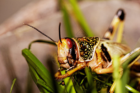一蝗虫吃荒野眼睛生物生活天线动物蟋蟀植物叶子漏洞图片