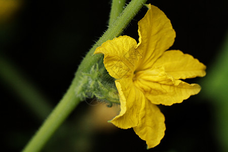 黄瓜花花园艺叶子营养食物蔬菜植物绿色生长环境农业图片