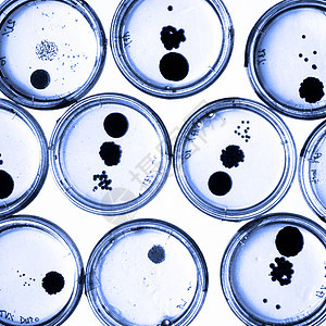 培里迪塞斯的细菌在成长细菌学菌类文化科学微生物细胞病原琼脂平板微生物学图片