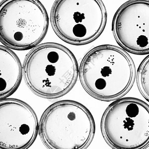 培里迪塞斯的细菌在成长药品生长文化保健琼脂细胞卫生病原生物学平板图片