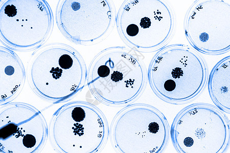 培里迪塞斯的细菌在成长实验室科学生物细菌学实验琼脂微生物文化殖民地盘子图片