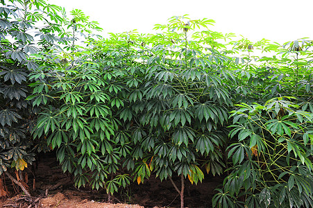 木薯树场地栽培生物学燃料热带风光种植园植物学乙醇蔬菜图片