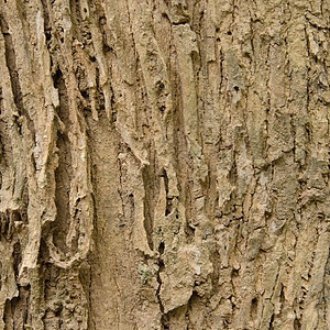 树纹理的边框树桩木头窗饰橡木松树皮肤红木植物环境平行线图片