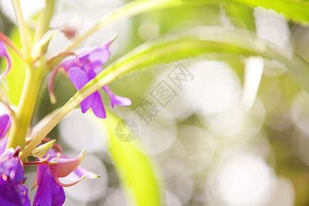 带有花子背景背景的花宏观假期叶子辉光阳光生态射线季节紫色魔法图片