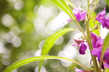 带有花子背景背景的花射线生活叶子生态魔法假期紫色辉光季节阳光图片