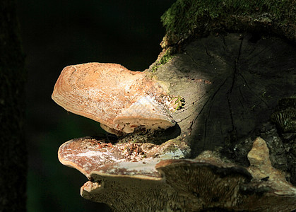 Ganoderma 清晰度条纹食物菌丝体飞沫木头宏观蕨类日志植物药品图片