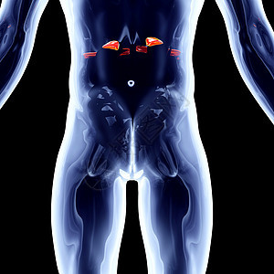 肾上腺科学教育男性组织身体考试药品肌肉股骨骨骼背景图片