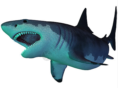 Megalodon 水下鲨鱼图片