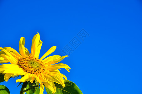 亮颜色蓝色向日葵生长场地叶子场景季节种植园橙子圆圈背景图片