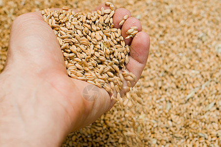 小麦的谷粒 在手中;图片
