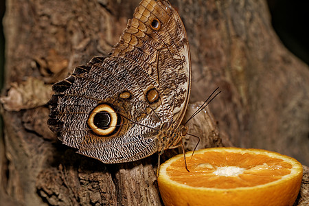 蝴蝶的宏观照片条纹动物热带棕色荒野翅膀黄色鳞翅目眼睛营养图片