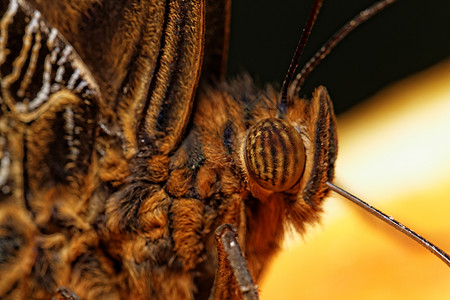 蝴蝶的宏观照片灰色荒野鳞翅目黑色昆虫棕色眼睛圆圈橙子动物图片
