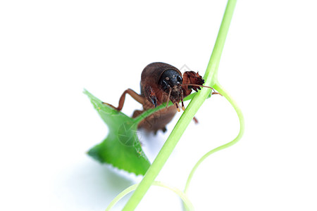 摩尔板球天线害虫老虎宏观昆虫学蛀虫身体野生动物挖掘机蟋蟀图片
