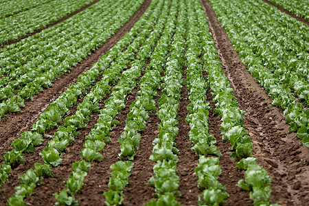 夏季田地农业新鲜绿色沙拉卷菜食物花园收成生产蔬菜农田地球土地农场园艺图片