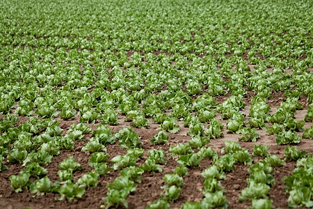 夏季田地农业新鲜绿色沙拉卷菜营养收成沙拉幼苗生产植物场地农场花园地球图片