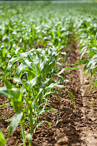 夏季新鲜绿色玉米 田间农用蔬菜种植农业天空收成植物市场农场粮食叶子土地产品图片