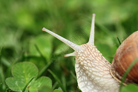 斯奈尔海利克斯波马提亚花园眼睛生活叶子食物动物植物群植物学生物天线图片