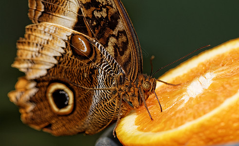 蝴蝶的宏观照片动物棕色灰色黑色圆圈翅膀热带荒野条纹黄色图片