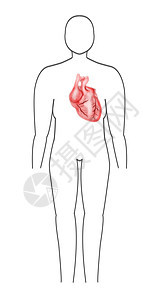 人的身体和心脏考试卫生药品医生插图男人健康压力诊断乐器图片
