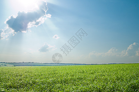 绿草和蓝云天空阳光空气草地场地土地天气牧场植物地平线丘陵图片