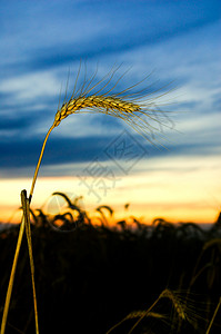 日落时秋前 麦子熟的耳目;图片