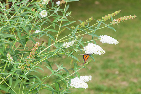 君主蝴蝶生态生物生物学动物昆虫天线流浪者飞行漏洞花园图片
