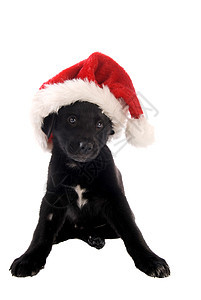 带圣诞帽子的黑小黑狗图片