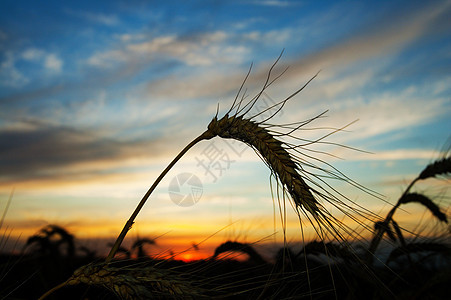 夏日在草地上晒太阳玉米土地植物场地收成美丽太阳天空谷物稻草图片