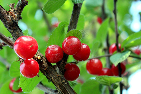 树枝上印着普鲁纳斯·托门托萨的红莓图片