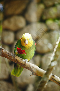 黄色亚马逊鹦鹉翅膀热带水果森林荒野情调羽毛濒危野生动物眼睛图片