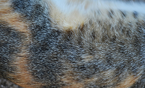 猫毛毛纹理头发水平动物皮革荒野白色材料棕色墙纸宏观图片