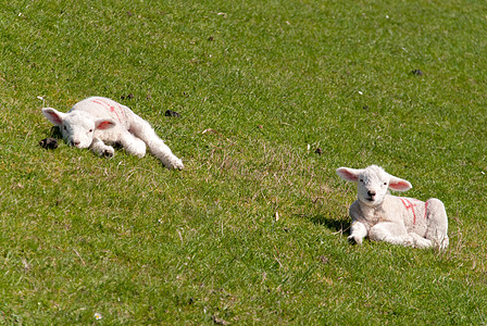 羔羊小绵羊天空养羊泥滩蓝色农场草地羊毛牧羊人季节图片