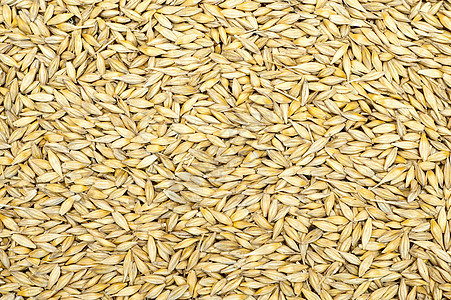 具有良好自然背景的谷物主食小麦饮食种子大麦内核面粉燕麦船体金子图片