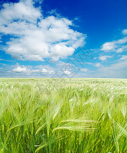云层下绿小麦田场地牧场地平线农田草地环境农村季节天气蓝色图片