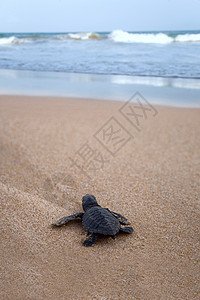 新孵化的婴儿 洛格海头乌龟向海洋飞去海滩毅力救援气候动物海洋生物生日泡沫新生爬虫图片