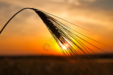 夏日在田野上落日 小麦太阳的耳朵朝夕美丽金子玉米粮食土地场地日落橙子种子收成图片