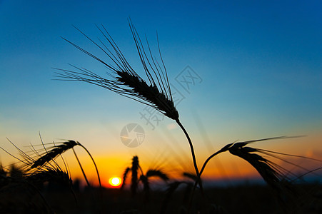 夏日在田野上落日 小麦太阳的耳朵朝夕收成日落环境美丽种子天空粮食稻草橙子场地图片