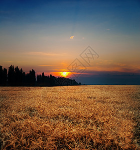 夏季田野日落谷物稻草环境植物面包种子场地粮食天空太阳图片