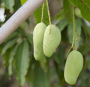 树上绿芒果果汁饮食营养叶子情调季节花园热带农场食物图片