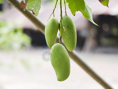 树上绿芒果植物情调食物营养季节饮食热带农场果汁水果图片