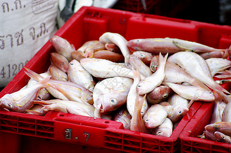 红篮海鱼 渔业概念食物钓鱼篮子团体海鲜动物街道产品店铺厨房图片