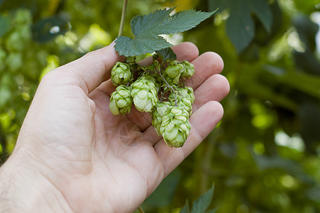 手握绿花草本植物味道香料季节啤酒厂疗法酒精水果蔬菜美食图片