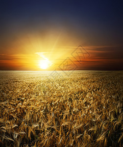 日落时麦子的金耳朵土地光束天空太阳谷物小麦晴天太阳光线场地金子图片