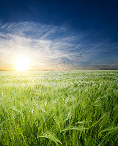 阳光下田野绿小麦草原光束草地橙子阴影太阳场地日落植物土地图片