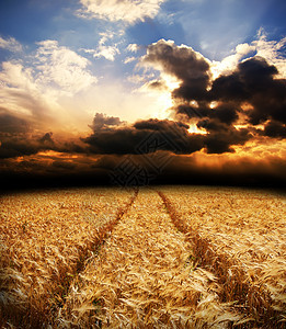 小麦在戏剧般的天空下图片