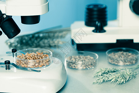 食品质量微生物检测食物遗传小麦测试生态生物药品玉米粮食化学图片