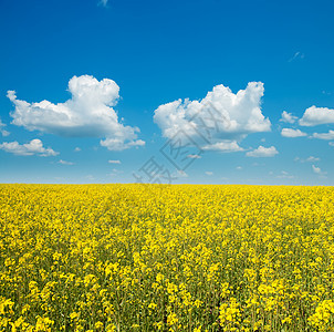 田野上油菜籽鲜花细节阳光环境金子风景地平线生育力季节天空植物晴天图片