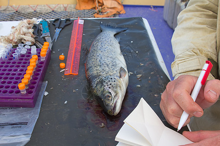 鲑鱼的口语学海洋金鱼记录养殖皮肤生态日记钓鱼捕食者食物图片