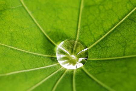 绿叶上滴水环境宏观雨滴叶子液体飞沫绿色露珠植物图片