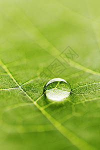 叶子特写叶子上滴水露珠环境液体植物水滴宏观雨滴背景